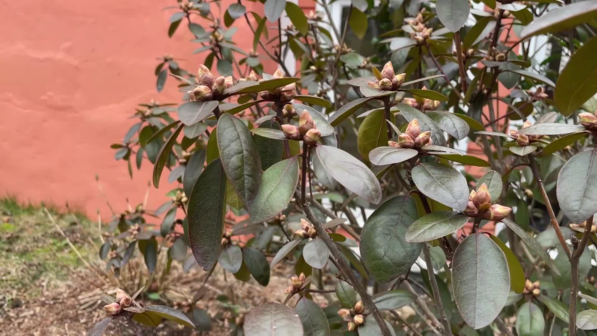 Bluebird Restoration Project - Bluebird Season Begins Episode 1